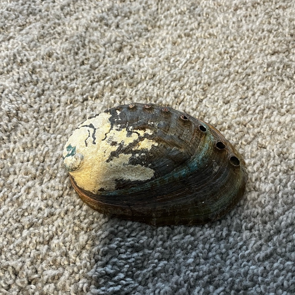 abalone shell - Picture 2 of 2
